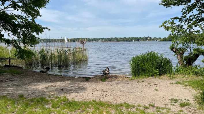 Grunewald See (Foto: rbb 88.8) Grunewald See (Foto: rbb 88.8)
