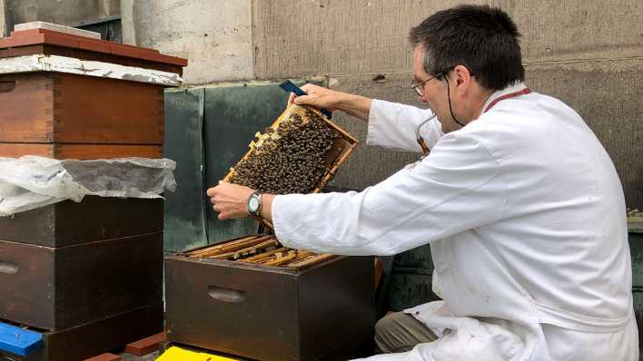 Dombienen (Foto: rbb 88.8 / Jaele Vanuls)