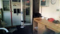 Eine Katze sitzt auf einem Tisch in einem Bürogebäude (Foto: radioBERLIN 88,8)