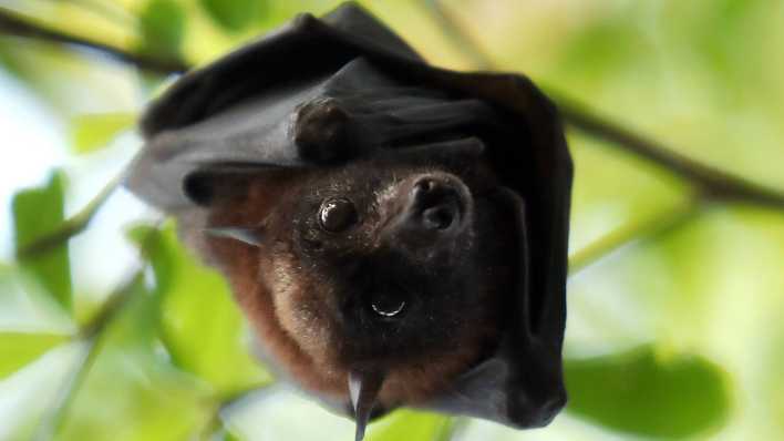 Eine Fledermaus hängt in einem Baum (Foto: imago/Picture Point) Eine Fledermaus hängt in einem Baum (Foto: imago/Picture Point)