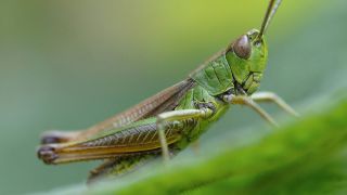 Grashüpfer (Foto © imago stock)